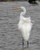 Great White Egret