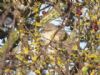 Barred Warbler