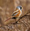 Bearded Tit