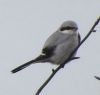 Great Grey Shrike