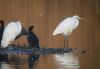 Great White Egret