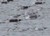 Yellow-legged Gull