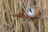 Bearded Tit