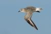 Grey Plover