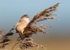 Bearded Tit