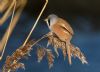 Bearded Tit