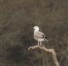 Caspian Gull