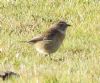 Stonechat