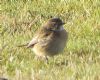 Stonechat