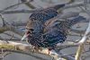 Starling