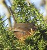 Dartford Warbler