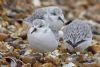 Sanderling