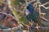 Starling