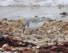 Sanderling