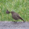 Black Redstart