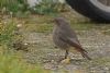 Black Redstart