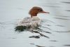 Goosander