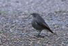 Black Redstart