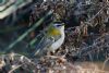 Firecrest