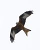 Red Kite