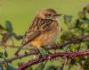 Stonechat