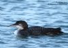 Great Northern Diver