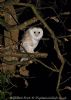 Barn Owl