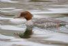 Goosander