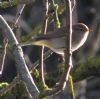 Chiffchaff