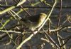 Chiffchaff