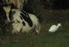 Cattle Egret