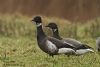 Black Brant