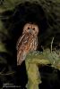 Tawny Owl