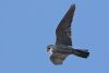 Peregrine