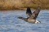 Dark-bellied Brent Goose