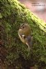 Goldcrest