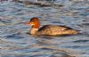 Goosander