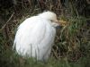 Cattle Egret