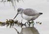 Greenshank