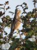 Wryneck