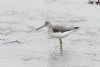 Greenshank