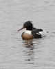 Red-breasted Merganser