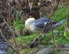 Goosander