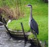 Grey Heron