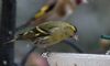 Siskin