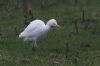 Cattle Egret