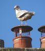 Iceland Gull