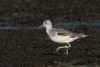 Greenshank