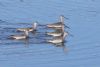 Spotted Redshank