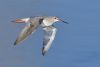 Spotted Redshank